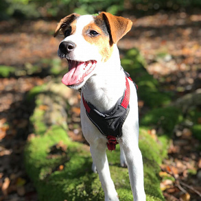 Parson-Russell Terrier