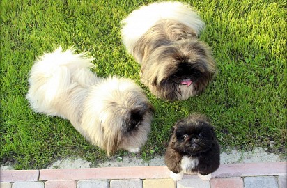 Puppy, Mom and Dad