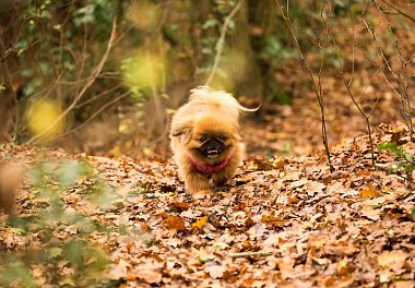 Pekinese