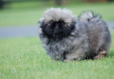 Pekingese