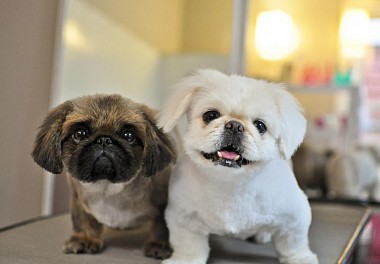 Pekingese