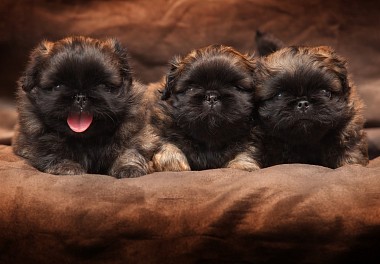 Pekingese