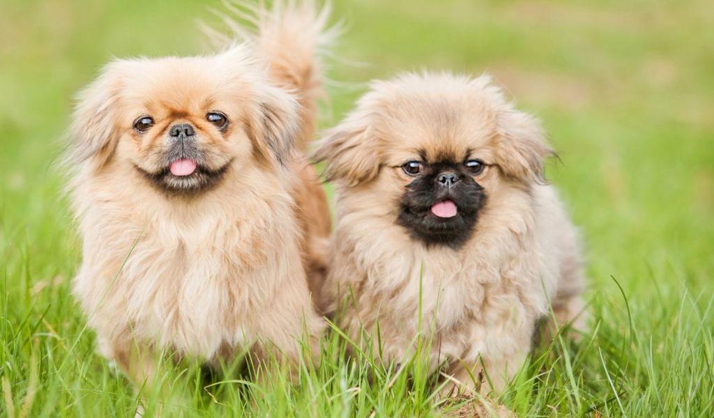 Pekingese