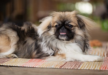 Pekingese