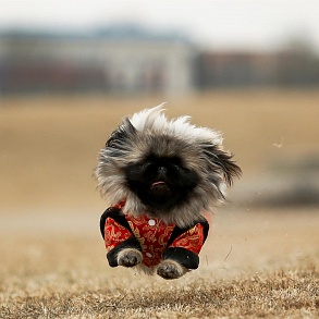 Pekingese