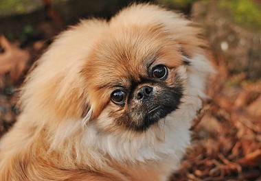 Pekinese