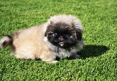 Pekinese