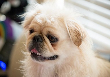 Pekinese