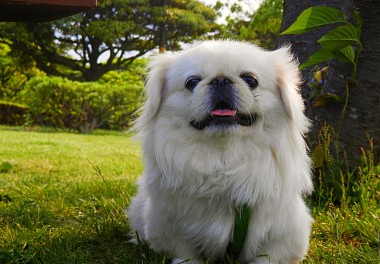 Pekingese