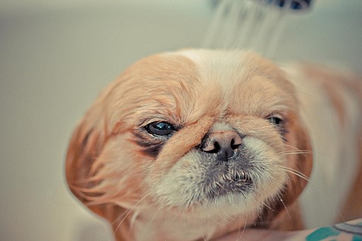 Washing a Pekingese