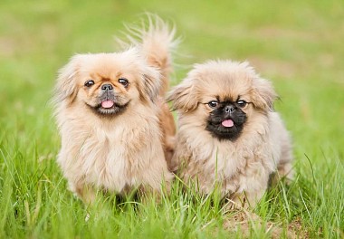 Pekingese