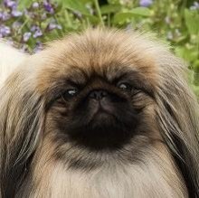 Pekingese