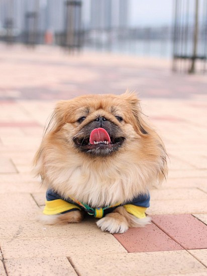 Pekinese