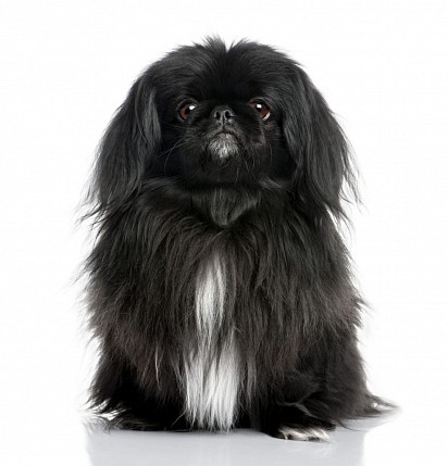 Black Pekingese with white collar