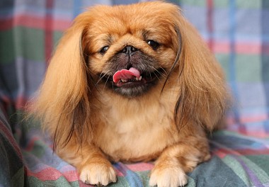 Pekinese