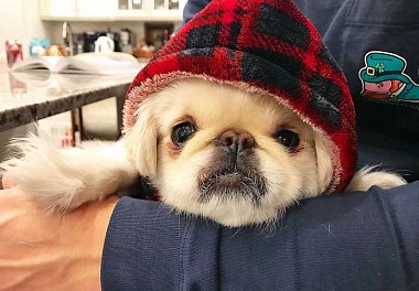 Pekingese