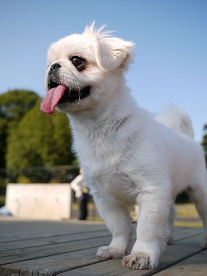 White Pekingese