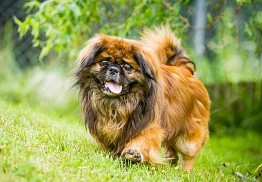 Pekingese