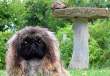 Pekingese