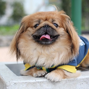 Pekingese