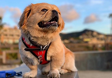 Pekinese