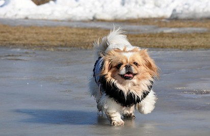 Pekingese walking on the beach